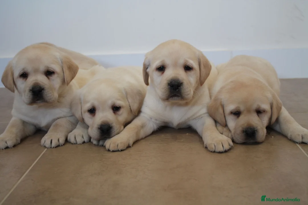 Labrador Retriever perros en venta: LABRADOR RETRIEVER - Anuncio 2