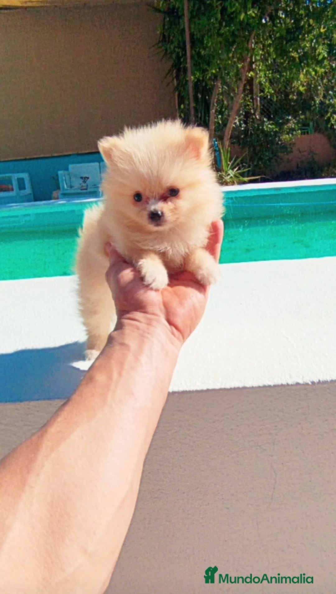 Pomerania perros en venta: Lulú de pomerania toy  - Imagen 2