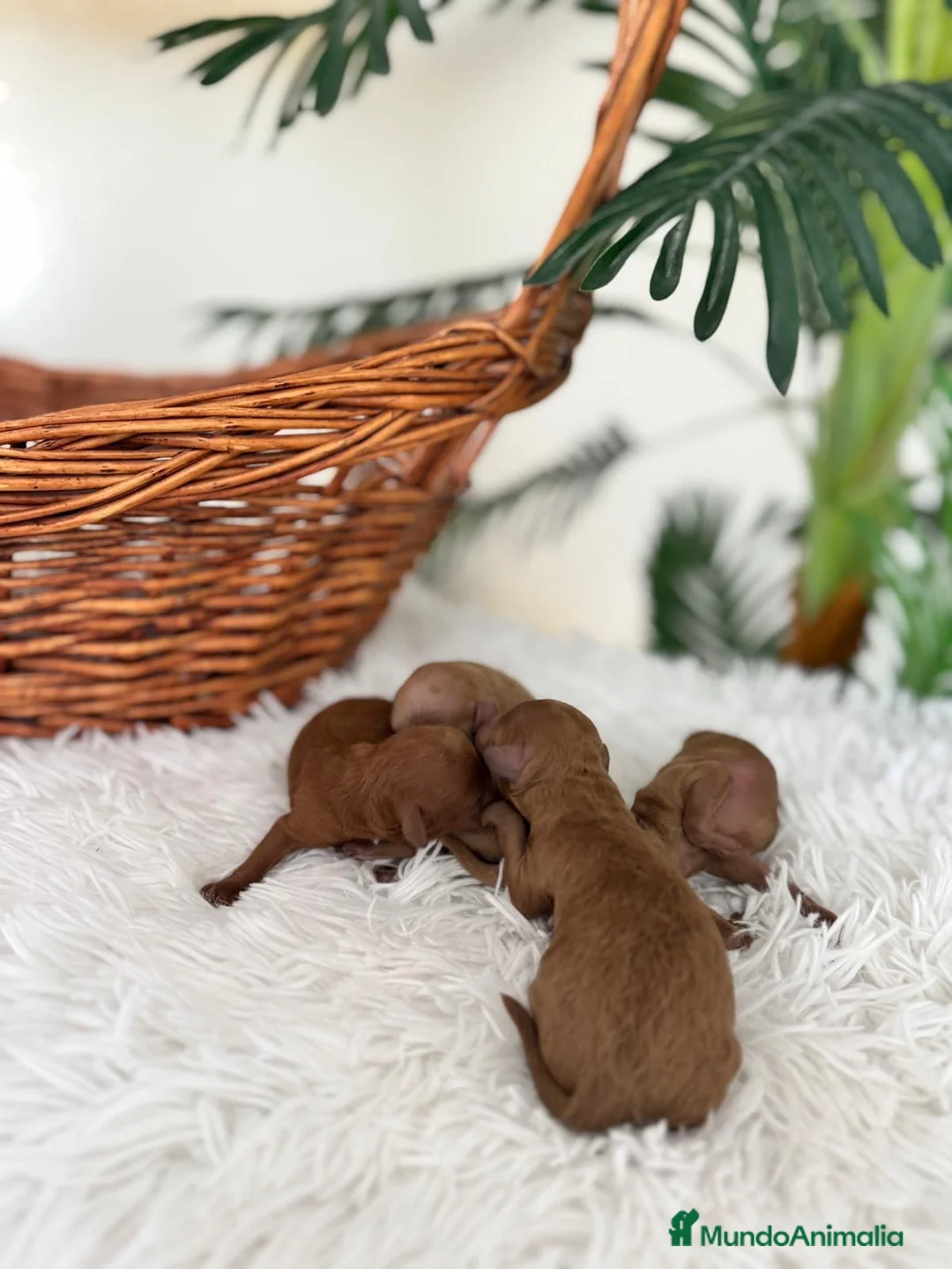 Raza Mixta perros en venta: CANICHE HEMBRA ROJA - Anuncio 12