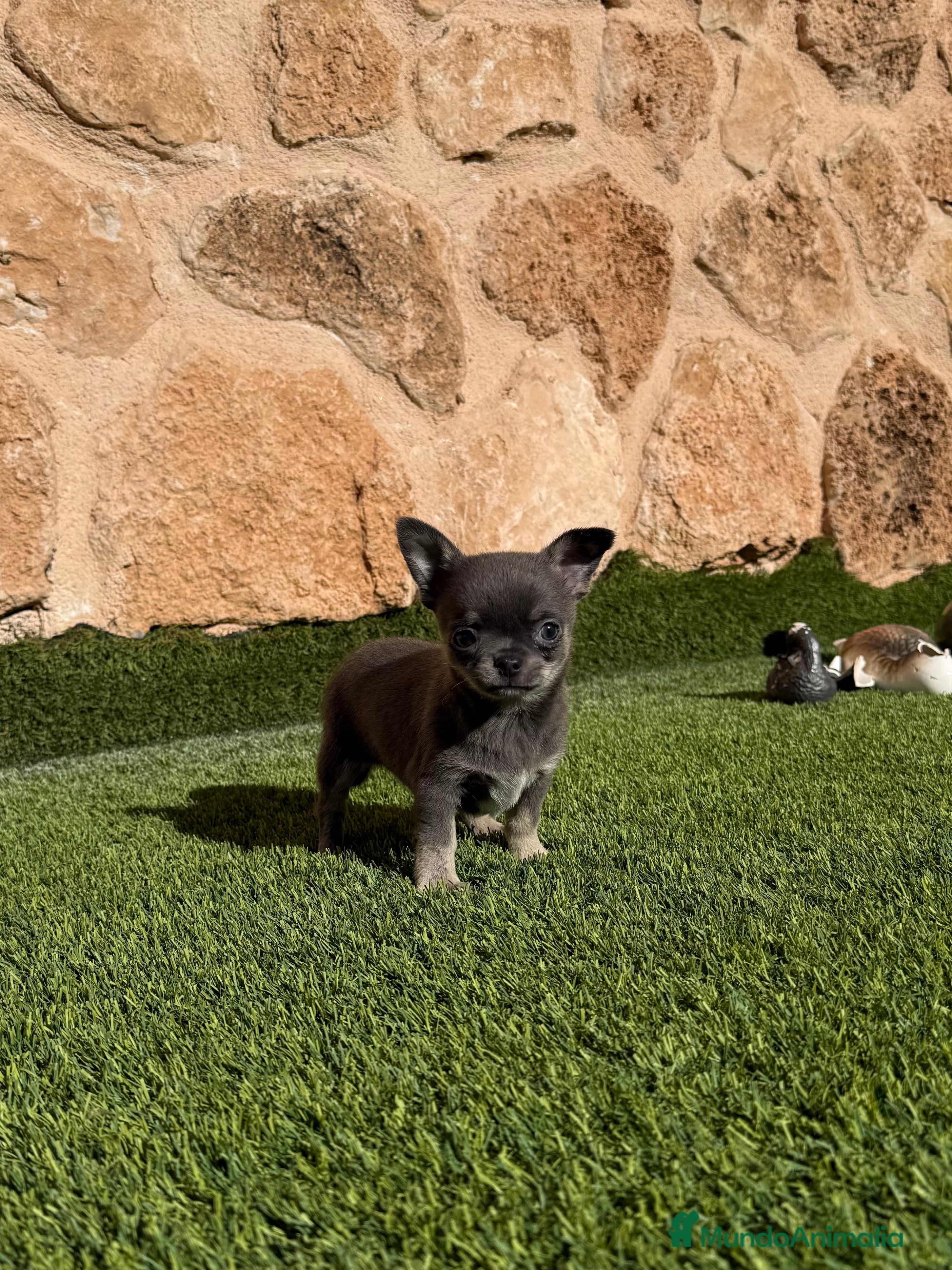 Chihuahua perros Chihuahua Toy - Anuncio 2