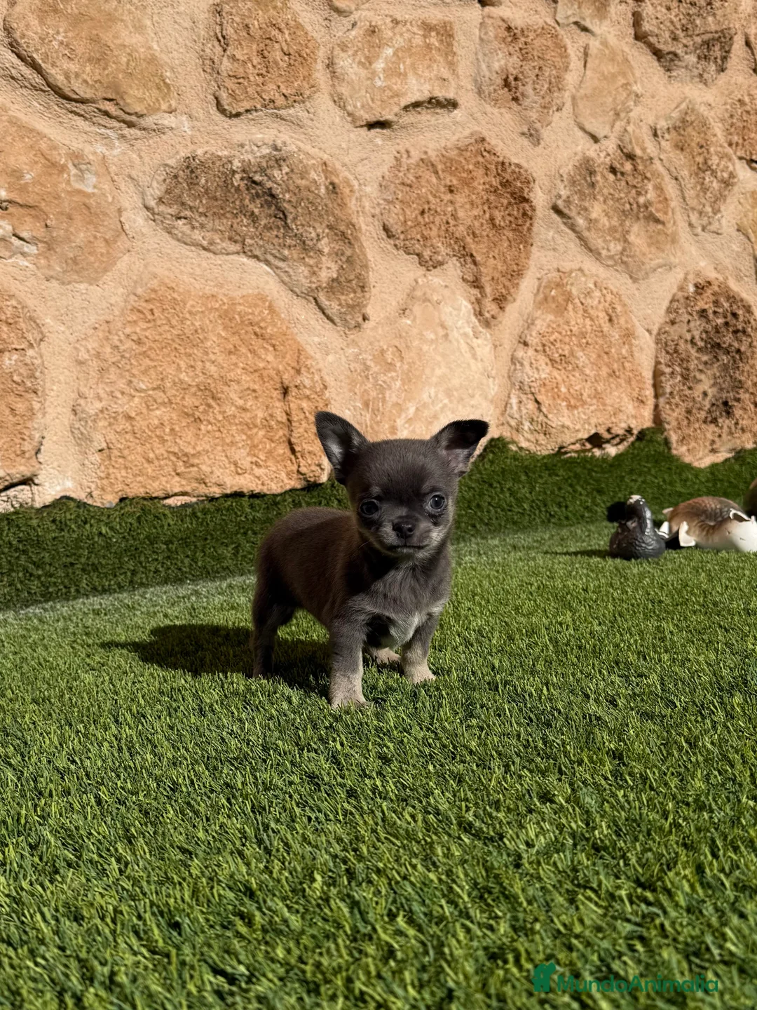 Chihuahua perros en venta: Chihuahua Toy - Anuncio 2