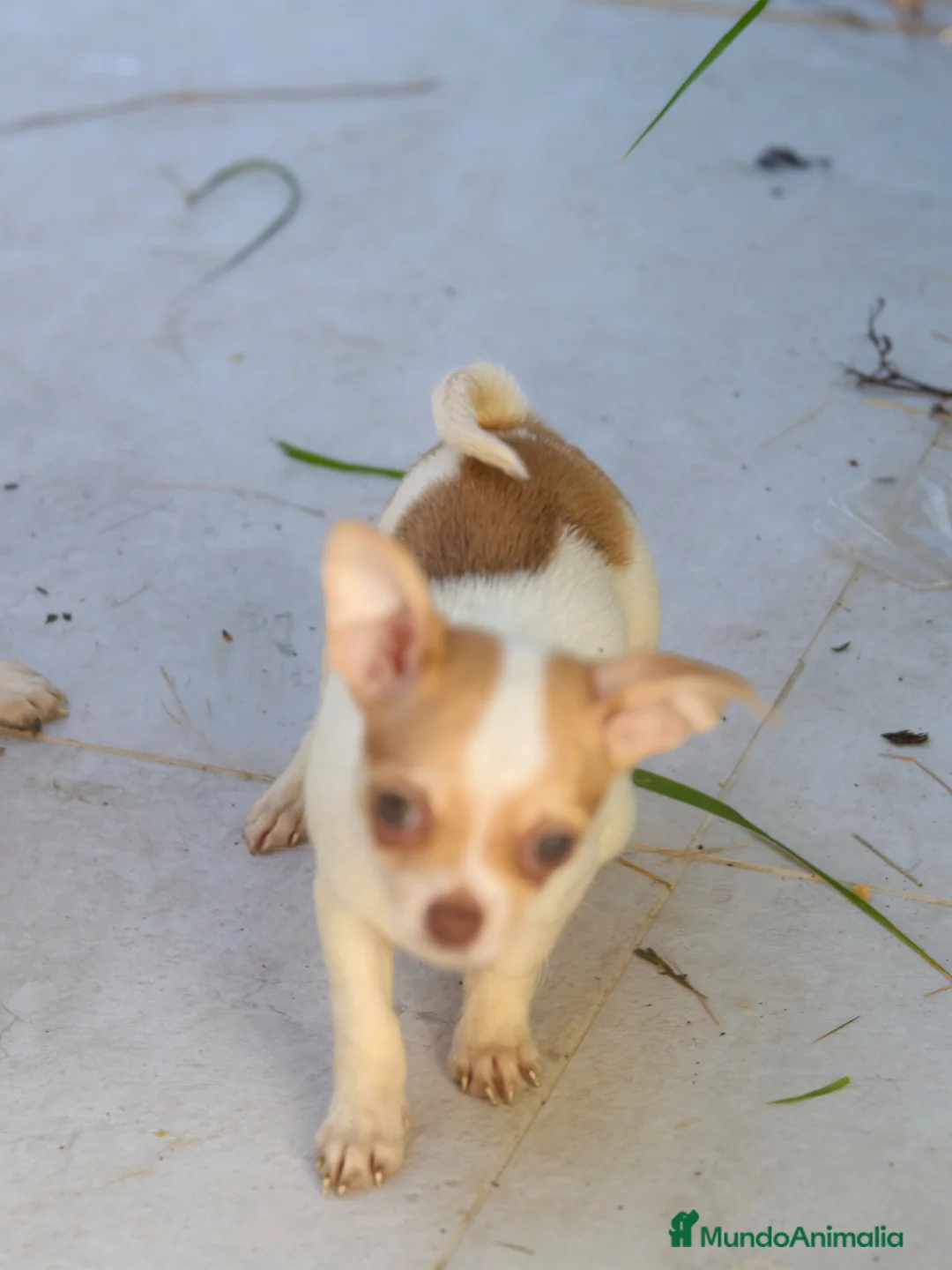 Chihuahua perros en venta: Chihuahua macho bicolor  - Anuncio 2