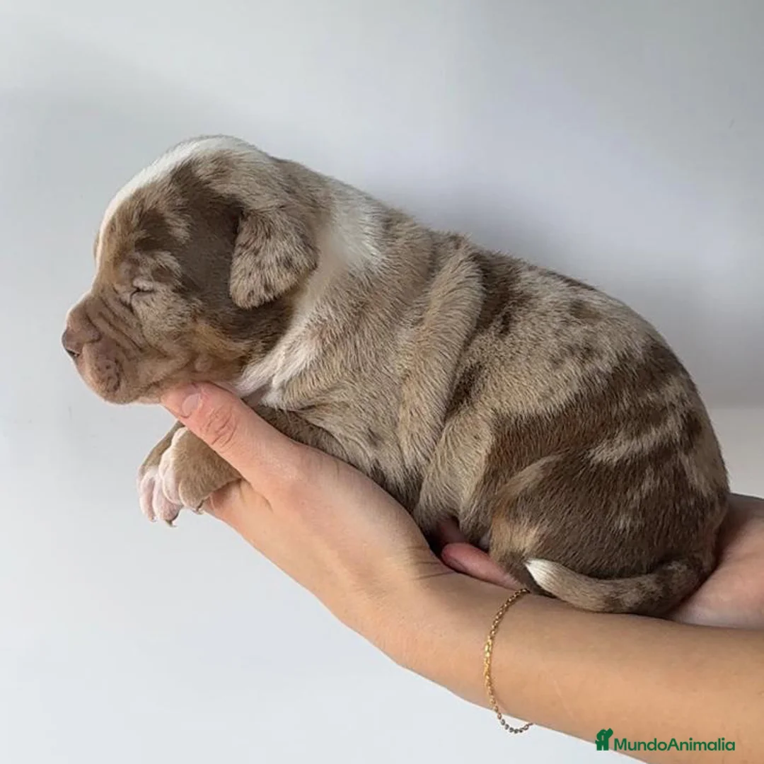 American Bully perros en venta: Preciosos cachorros de American Bully XL - Anuncio 2