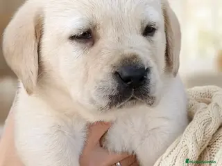 Labrador Retriever perros Espectacular labrador dorado disponible - Anuncio 3