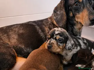 Teckel Miniatura perros Preciosos cachorros Teckel miniatura - Anuncio 1