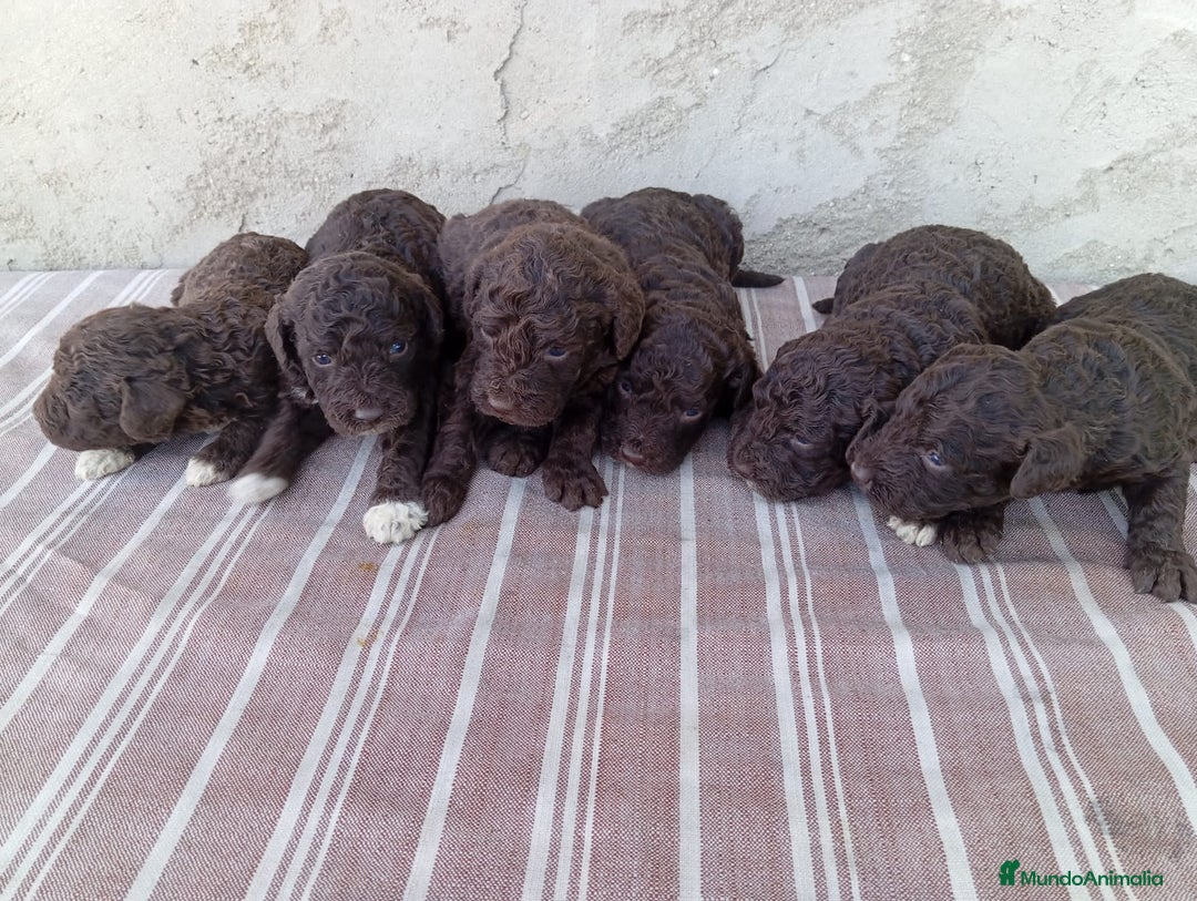 Perro de Agua Español perros en venta: Camada de perros de agua - Imagen 1