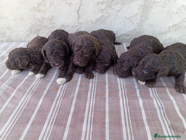 Perro de Agua Español perros Camada de perros de agua - Anuncio 1