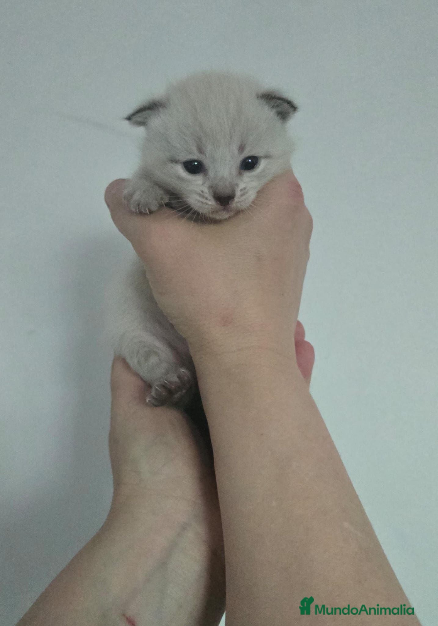Siamés gatos Camada de siamés Thai  - Anuncio 1