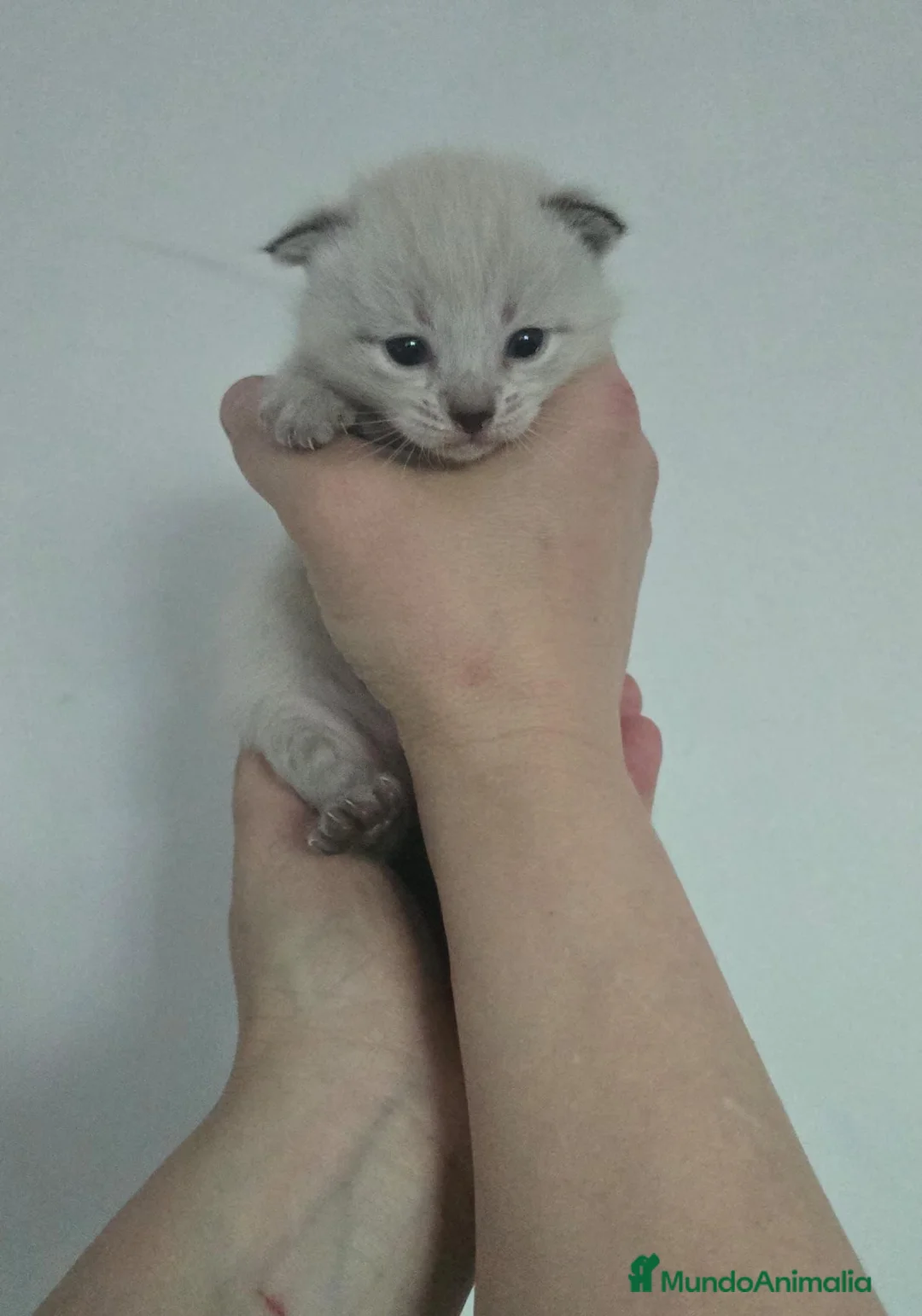 Siamés gatos en venta: Camada de siamés Thai  - Anuncio 1