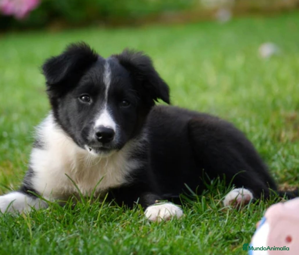 Border Collie perros Border collie  - Anuncio 1
