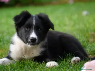 Border Collie perros Border collie - Anuncio 1