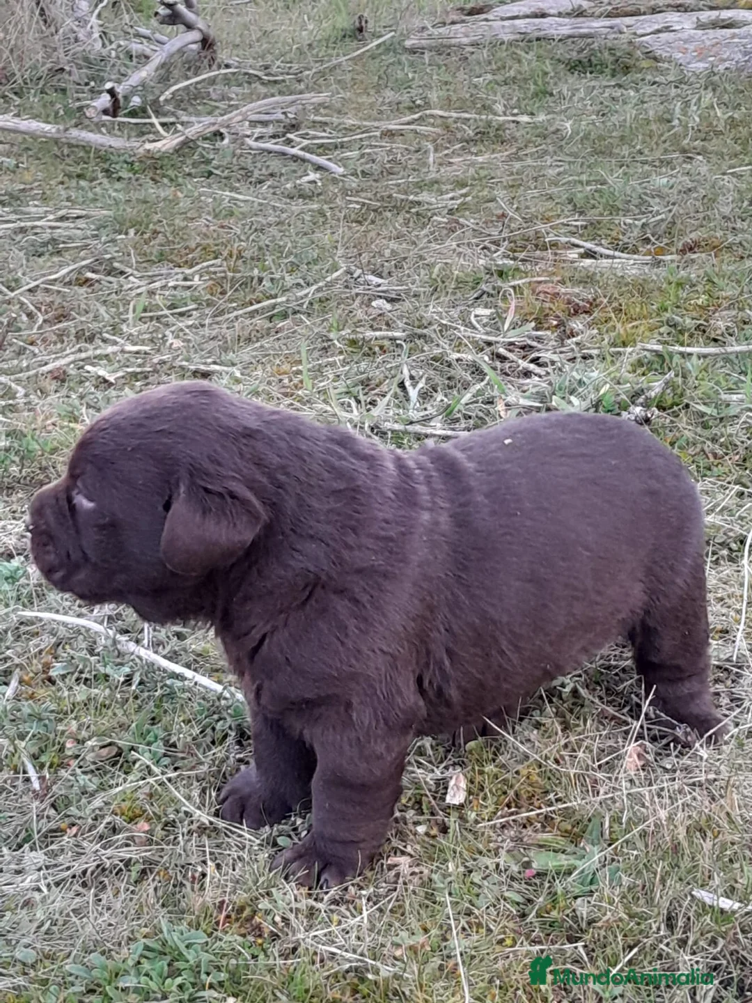 Labrador Retriever perros en venta: Camadas de Labrador color Chocolate en Granada - Anuncio 7