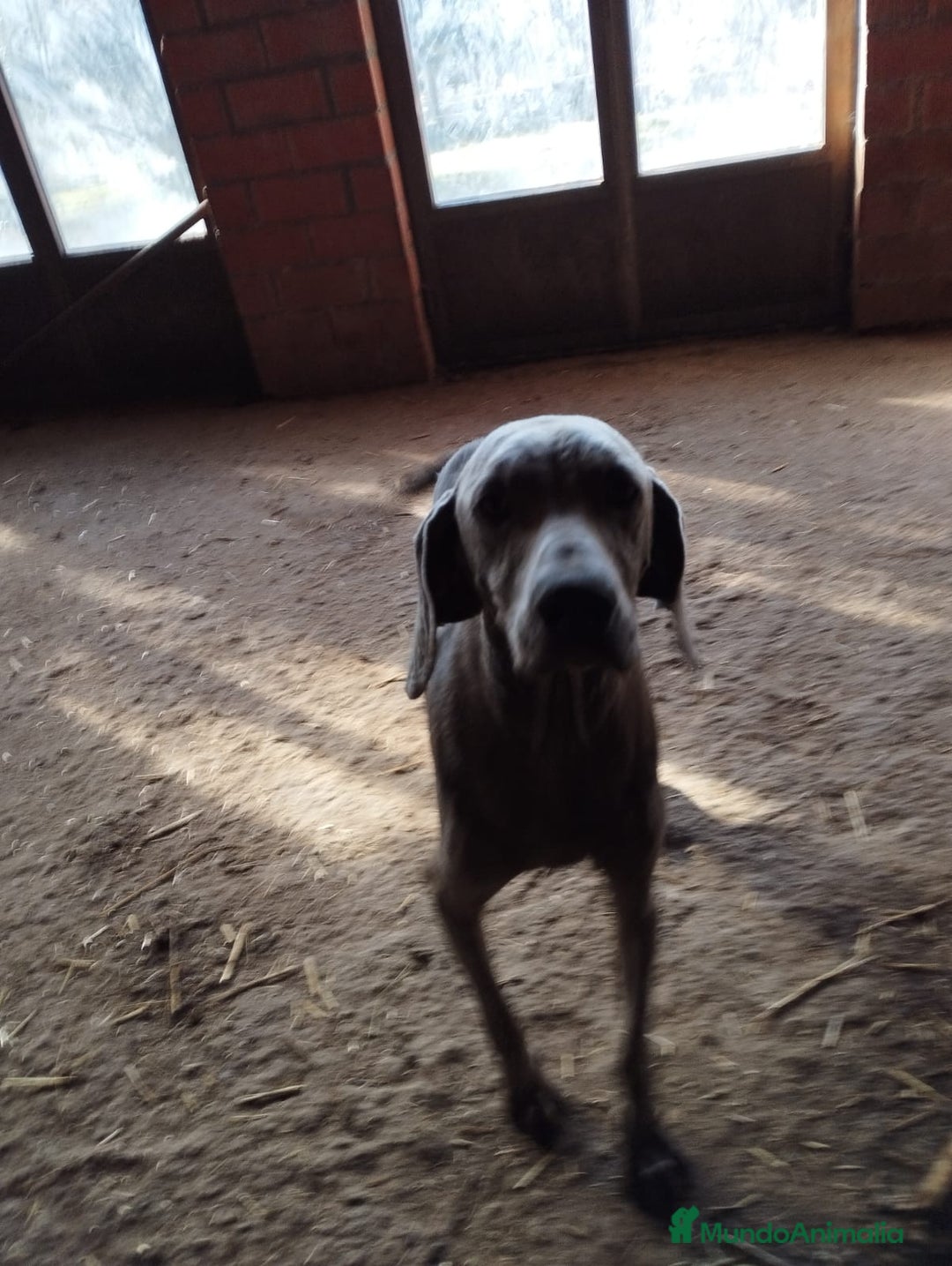 Weimaraner perros en venta: Braco de Weimar para reservar  - Anuncio 4