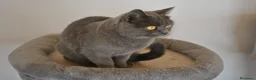 Scottish Straight gatos en venta: Gatos Scottish Straight-Fold  - Anuncio 6