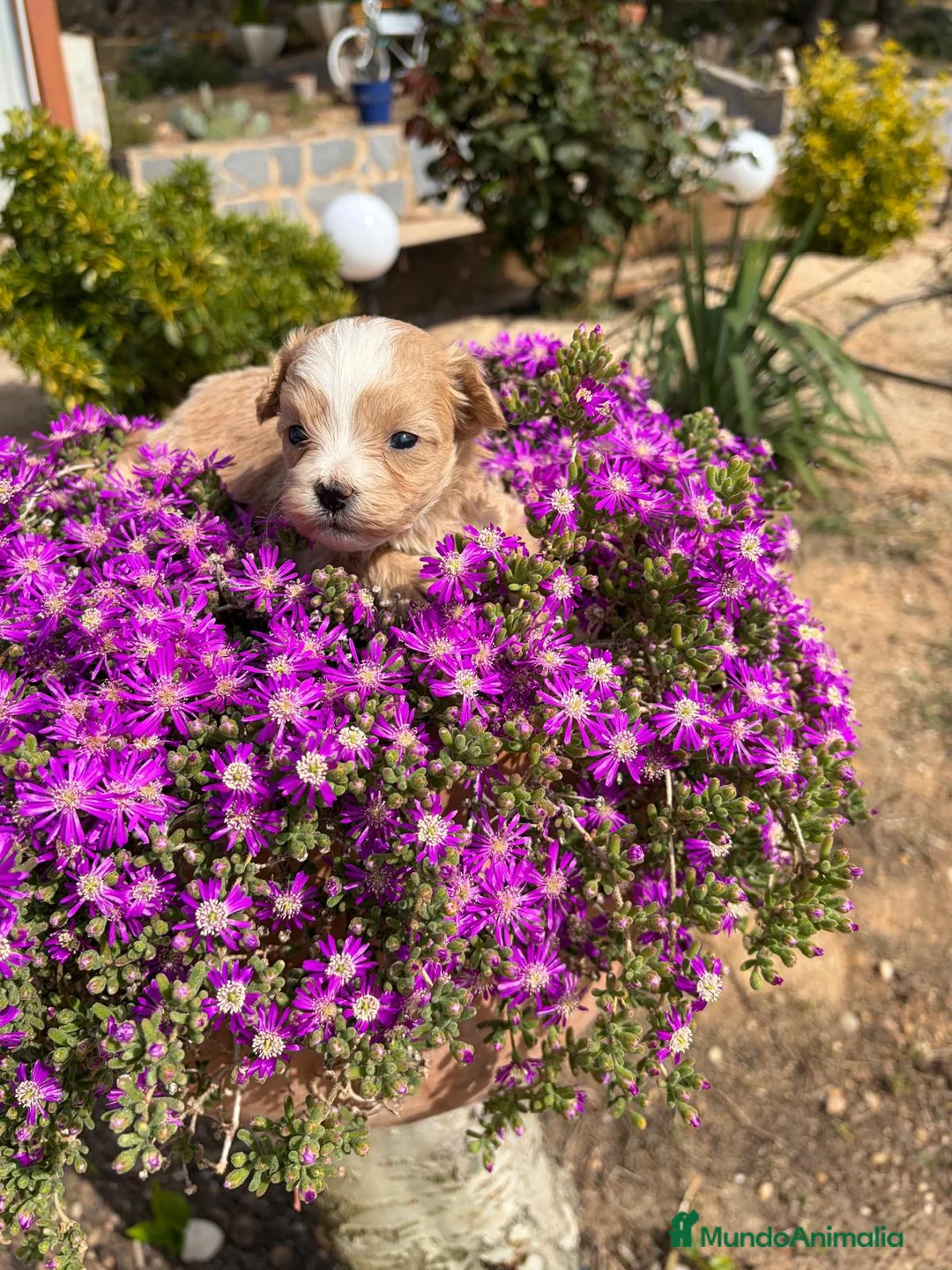 Maltipoo perros en venta: Maltipoo hembra Particolor !!! - Anuncio 2