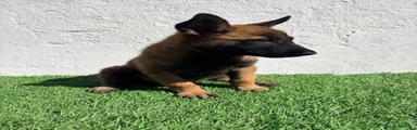 Pastor Belga Malinois 1