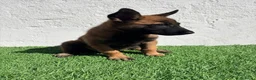 Pastor Belga Malinois perros en venta: Pastor Belga Malinois - Anuncio 13