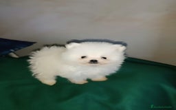 Pomerania perros en venta: MONERIAS DE HEMBRITAS POMERANIAS - Imagen 1