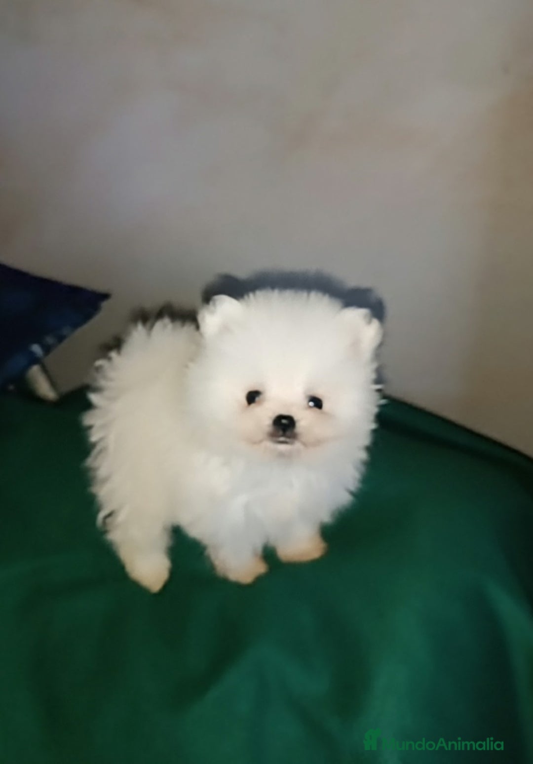 Pomerania perros en venta: MONERIAS DE HEMBRITAS POMERANIAS - Imagen 1