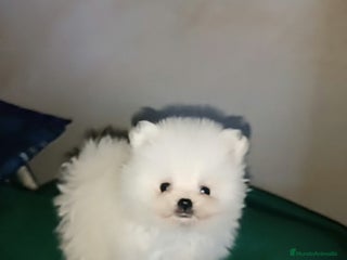 Pomerania perros - Anuncio 34