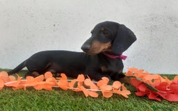 Teckel perros en venta: Machotes guapos de Teckel  - Imagen 4