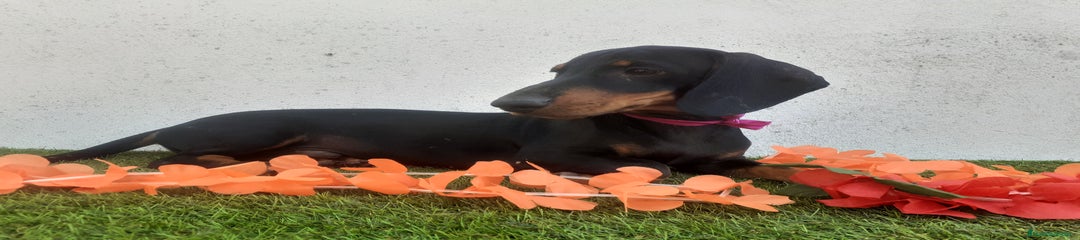 Teckel Cachorro 4