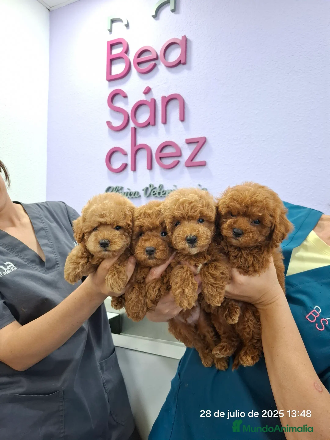 Caniche Toy perros en venta: Cachorros de caniche  - Imagen 1