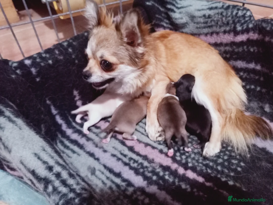 Chihuahua perros en venta: Camada Flapi Chihuahua  - Anuncio 2