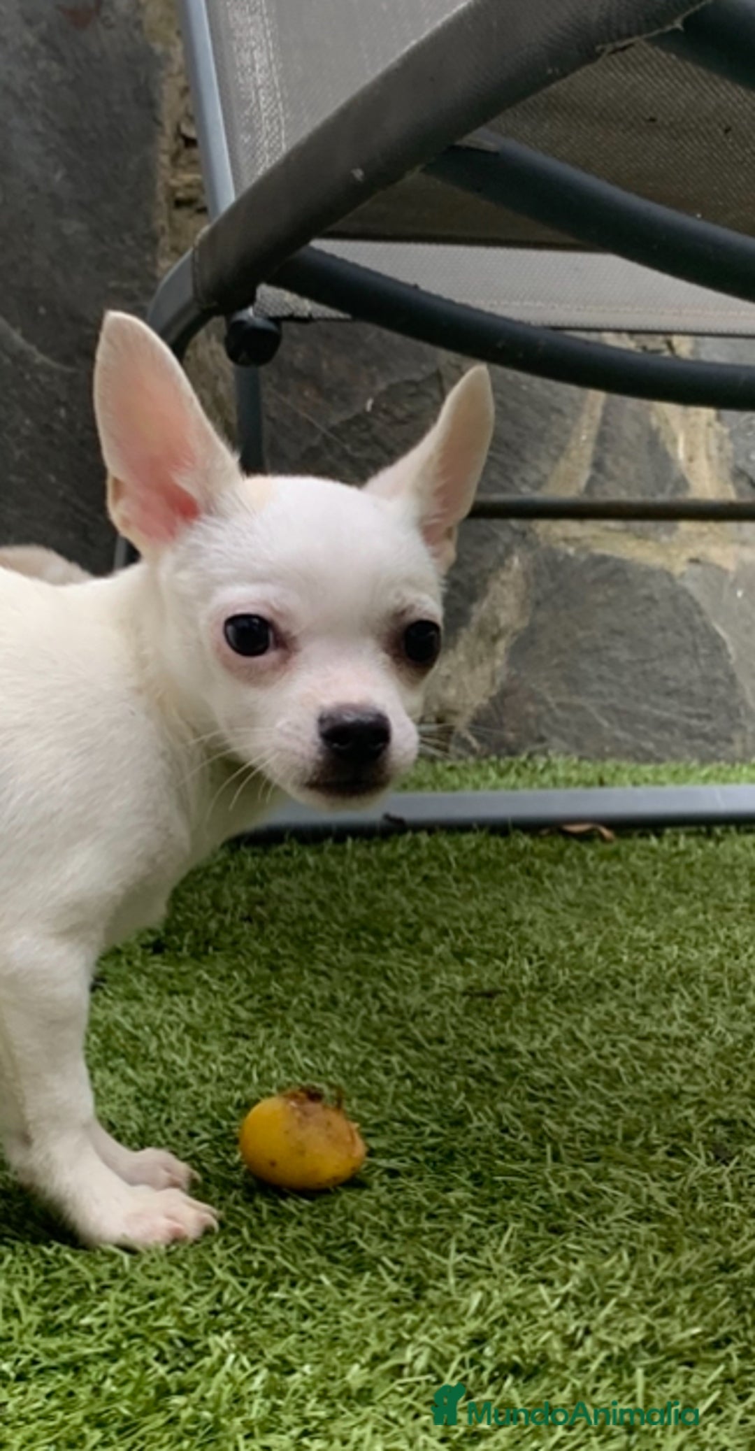 Chihuahua perros en venta: Cachorros chihuahua  - Anuncio 6
