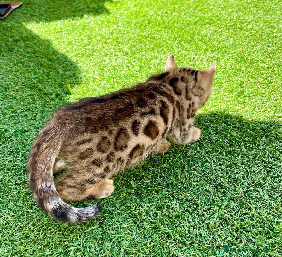 Bengalí gatos en venta: CAMADA DE CACHORROS DE BENGALIS - Imagen 4