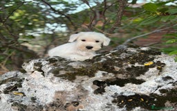 Schnauzer Miniatura perros en venta: Schnauzer BLANCO  - Imagen 2