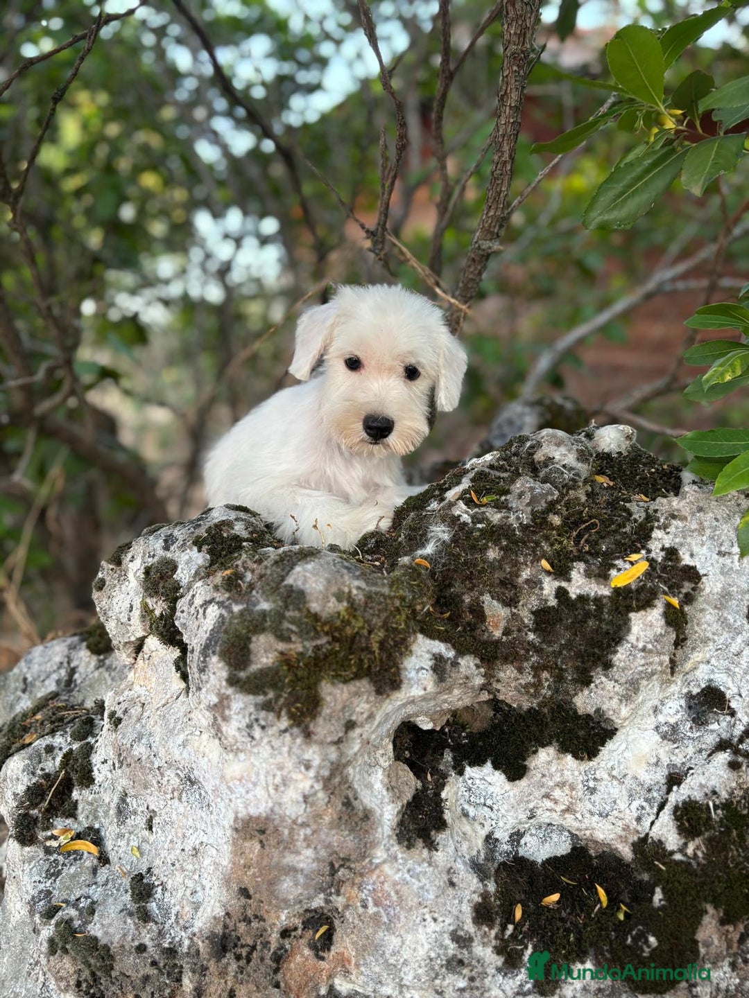 Schnauzer Miniatura perros en venta: Schnauzer BLANCO  - Imagen 2