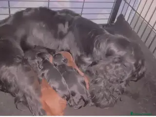 Cockapoo perros Camada de cockapoo nacionales - Anuncio 2