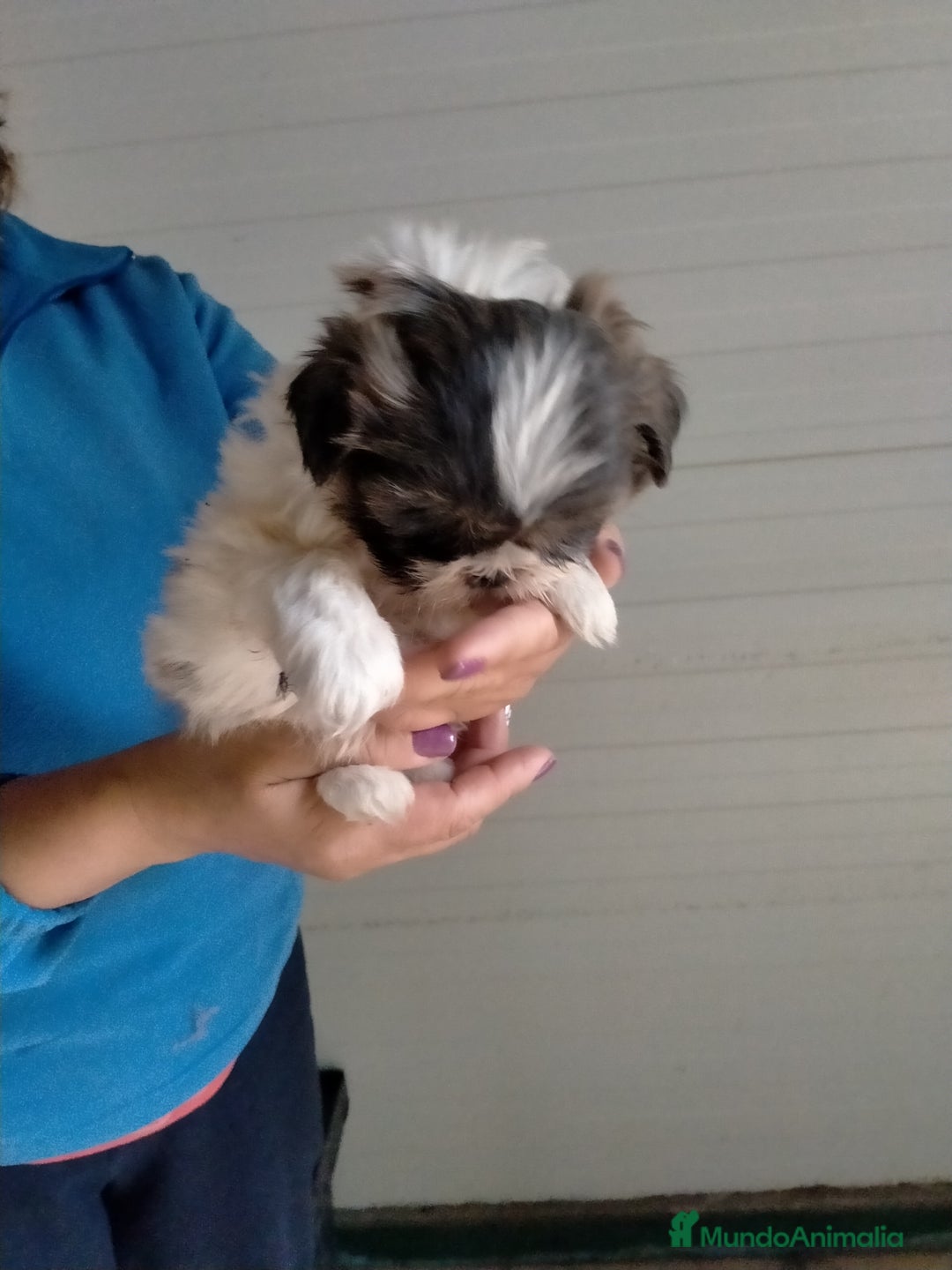 Shih Tzu perros en venta: Cachorritos de shih tzu  - Imagen 4