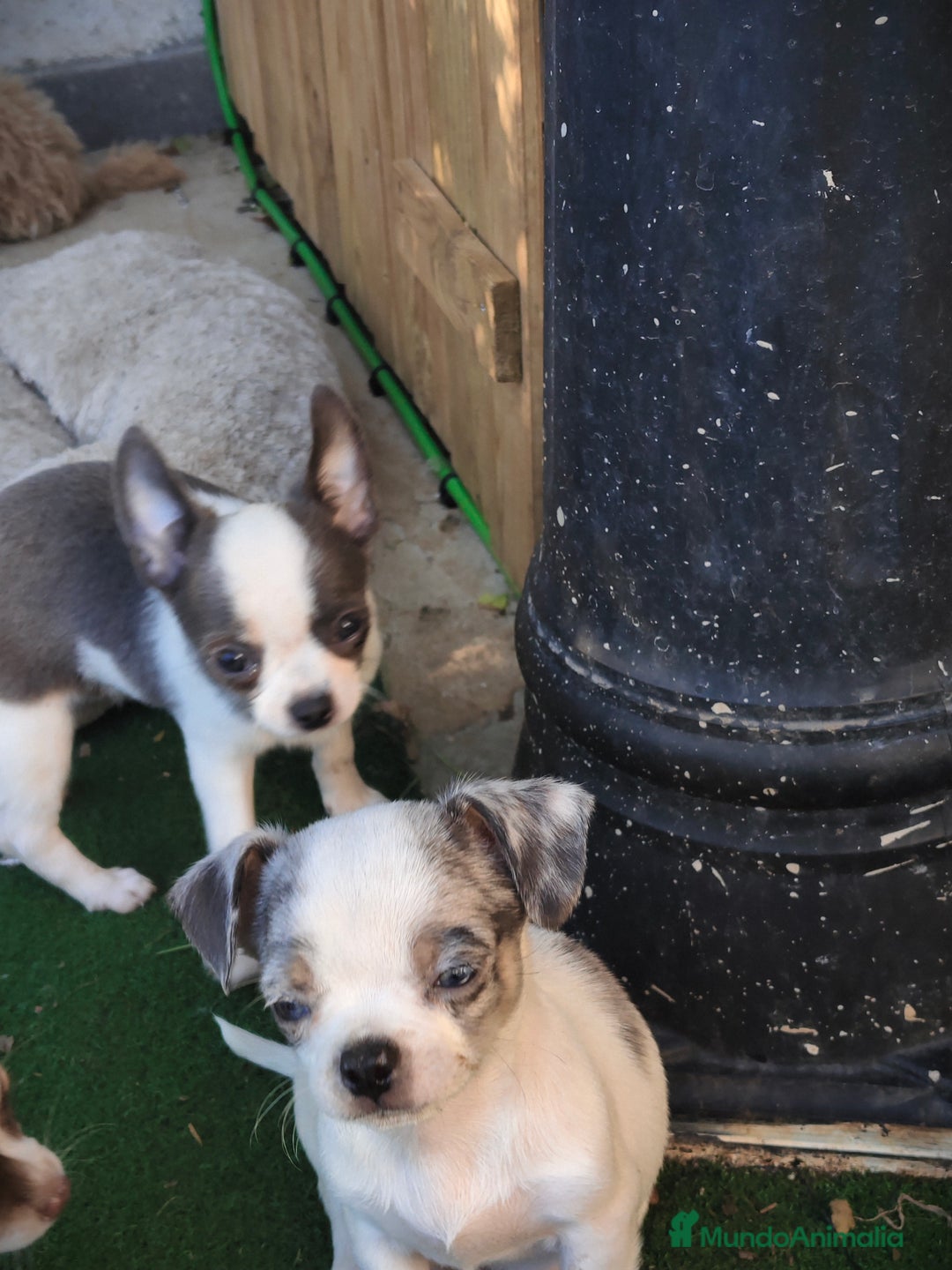 Chihuahua perros en venta: Chihuahua Toy  - Anuncio 6