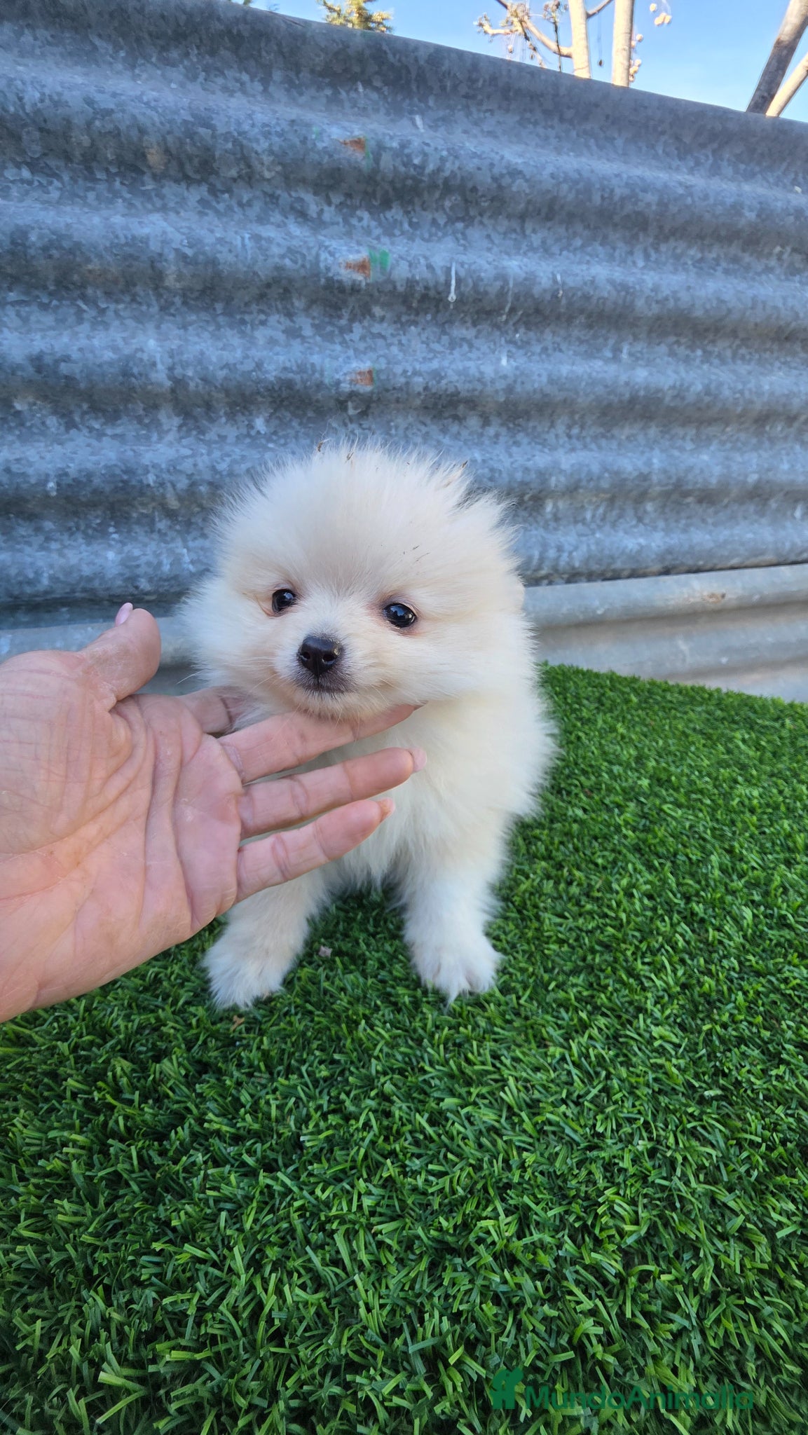 Pomerania perros Pomerania lulu miniaturas  - Anuncio 1