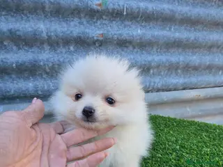 Pomerania perros Pomerania lulu miniaturas - Anuncio 1