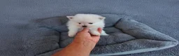 Pomerania perros en venta: POMERANIAS MACHITOS CHIQUITINES  - Anuncio 7