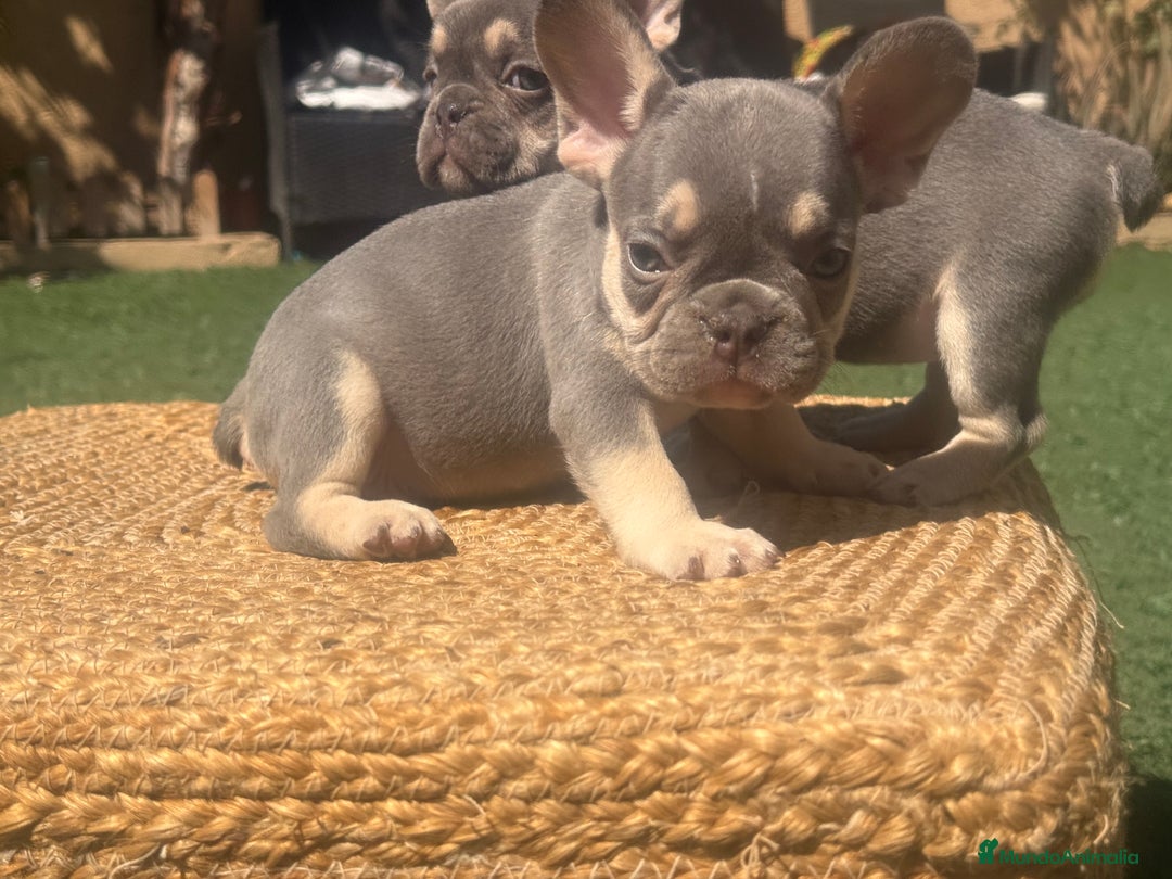 Bulldog Francés perros en venta: BULLDOG FRANCES LILAC AND TAN  - Imagen 4