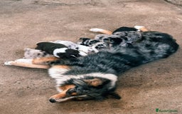 Pastor Australiano perros en venta: Pastores australianos ( australian sherpherd) - Imagen 6