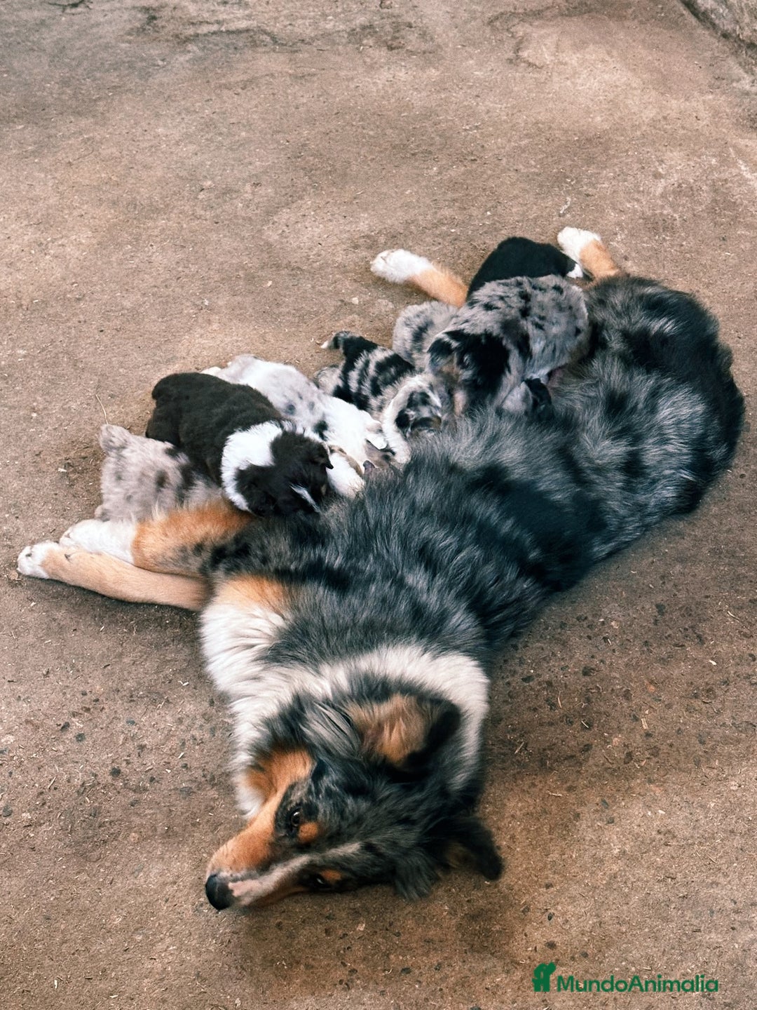 Pastor Australiano perros en venta: Pastores australianos ( australian sherpherd) - Imagen 6