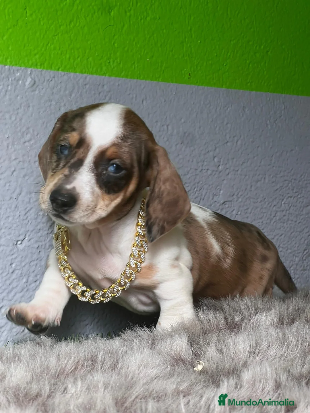 Teckel perros en venta: TECKEL MINIATURA //// en Badajoz - Anuncio 4