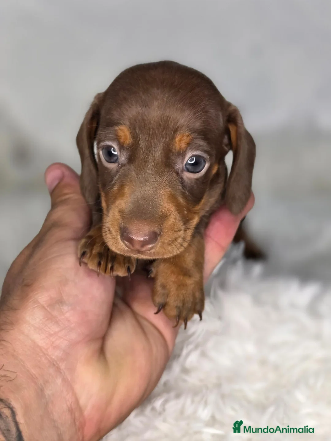 Teckel Miniatura perros en venta: Teckel chocolate  - Anuncio 4