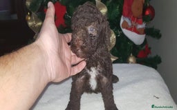 Perro de Agua Español perros en venta: Preciosa camada de perros de agua - Imagen 2