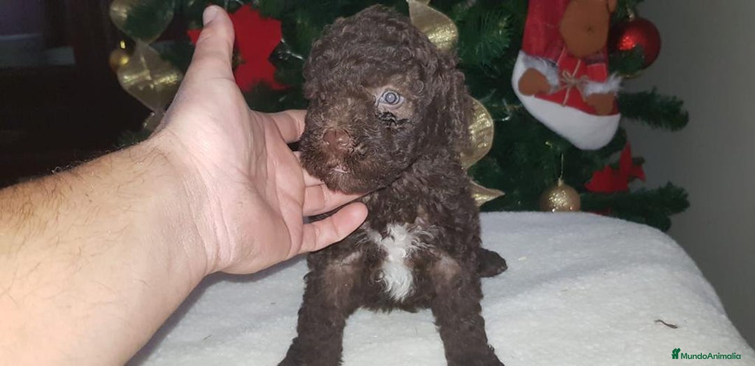 Perro de Agua Español perros en venta: Preciosa camada de perros de agua - Imagen 2