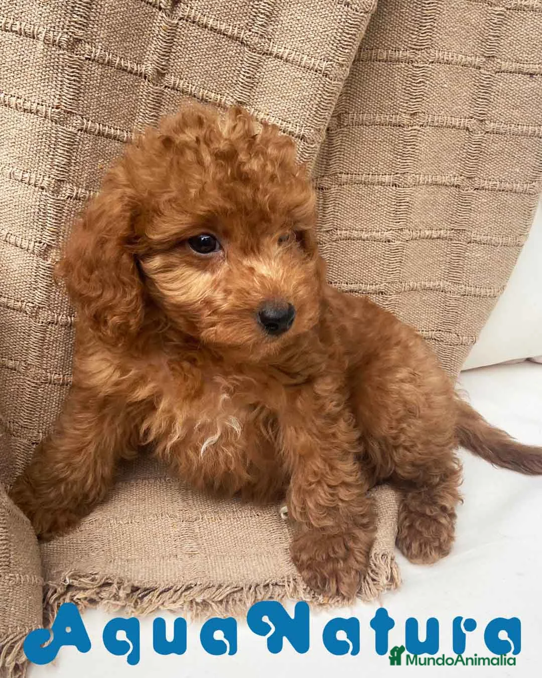 Caniche Toy perros en venta: Caniche Macho 7351 de Camila - AQUANATURA en Barcelona - Anuncio 3