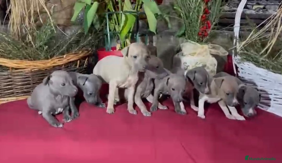 Whippet perros en venta: Whippet blue y Verdino  - Anuncio 12