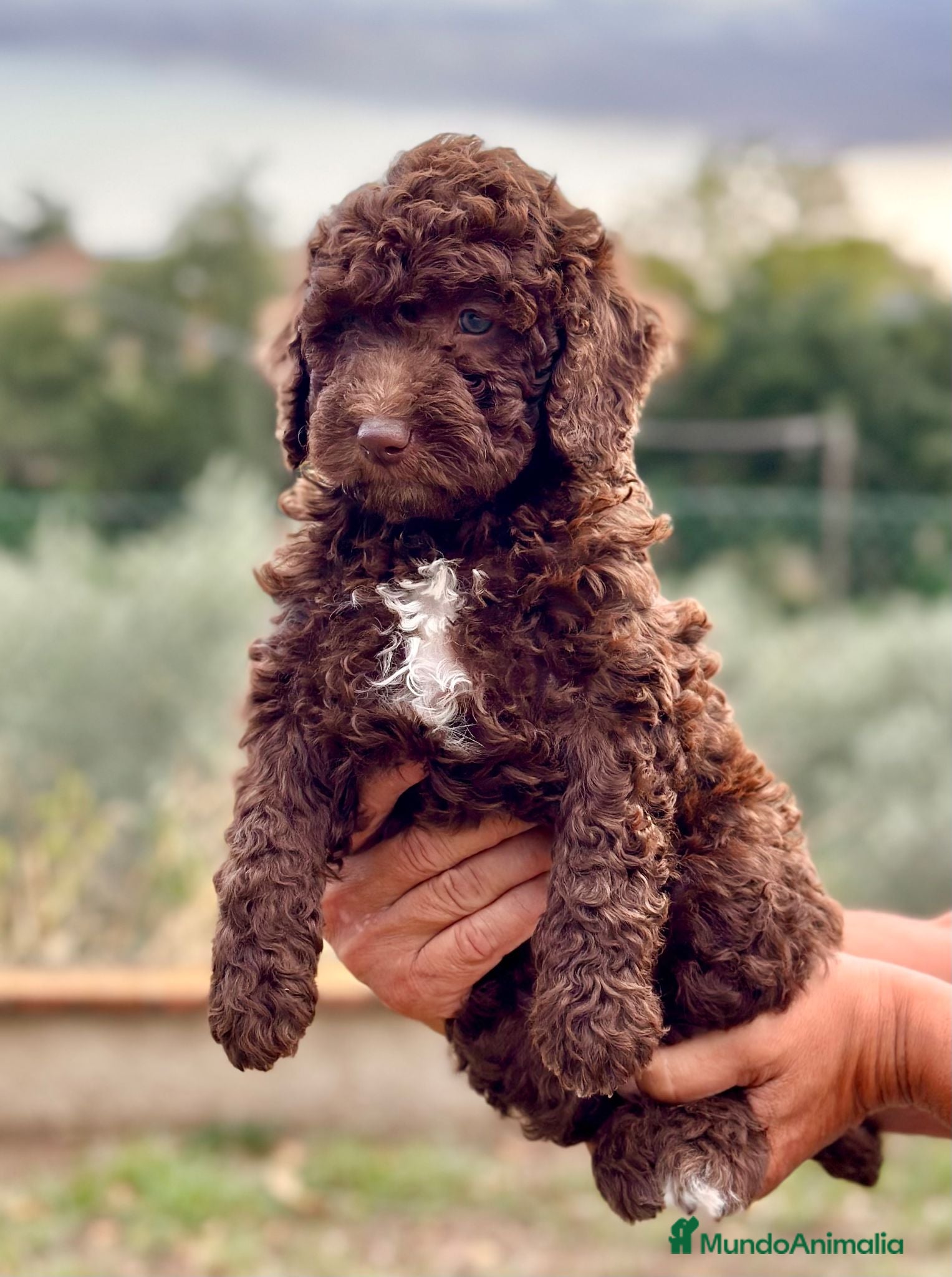 Perro de Agua Español perros Perro de Agua - Anuncio 1