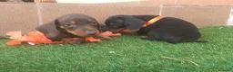 Teckel perros en venta: Teckel miniatura chocolate  - Anuncio 4