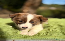 Border Collie perros en venta: Border collie marrón y blanco - Anuncio 6